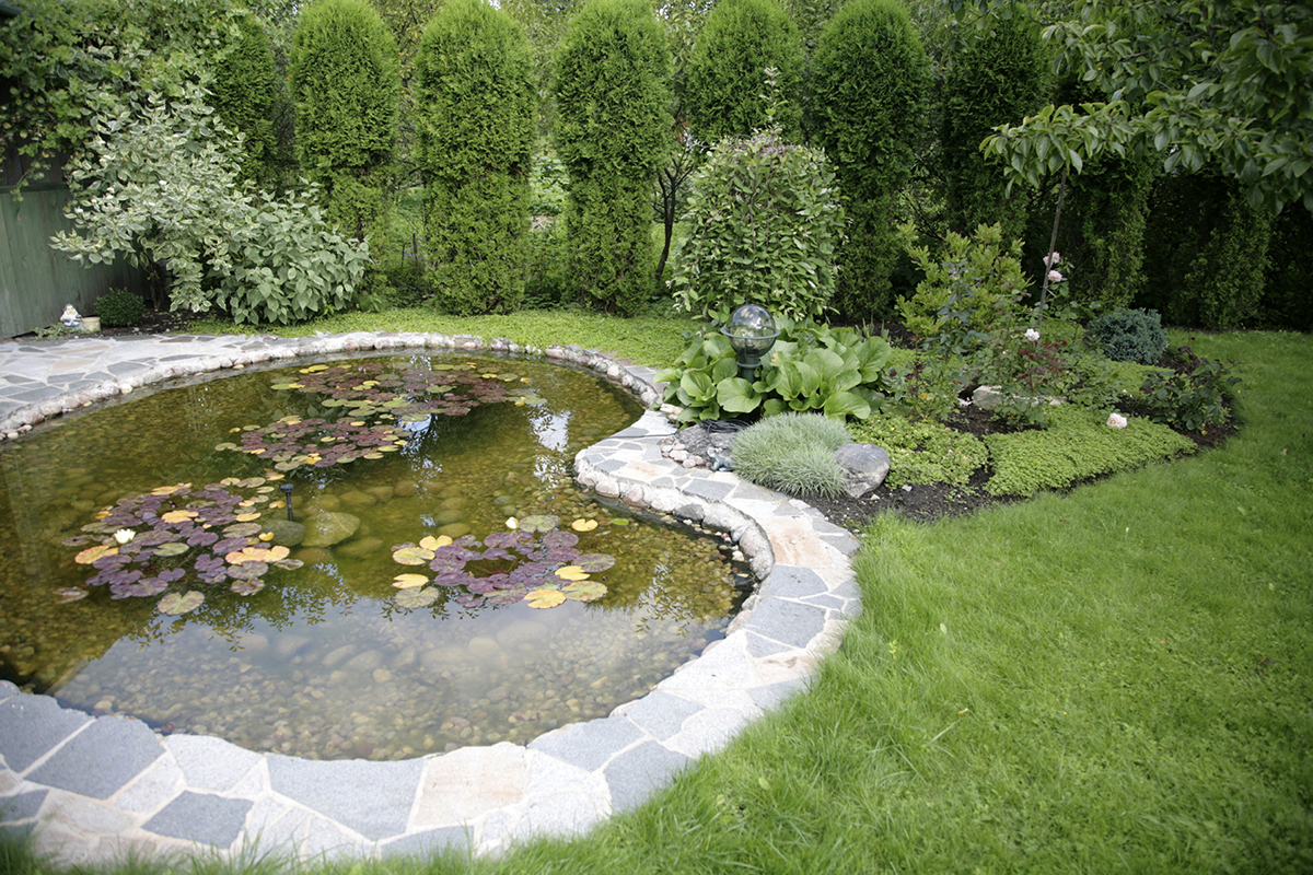 pond with water-lilys - beautiful element landscape