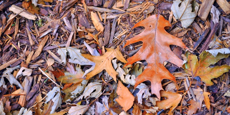 Why It’s Important to Mulch One Last Time Before Winter Arrives