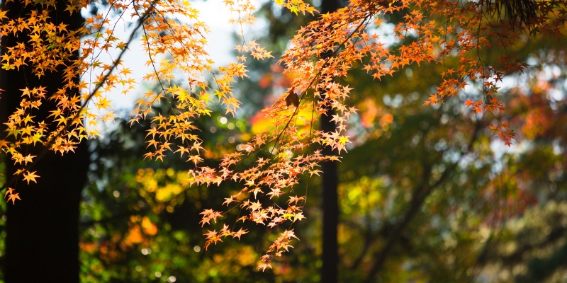 Maple Tree in Fall 