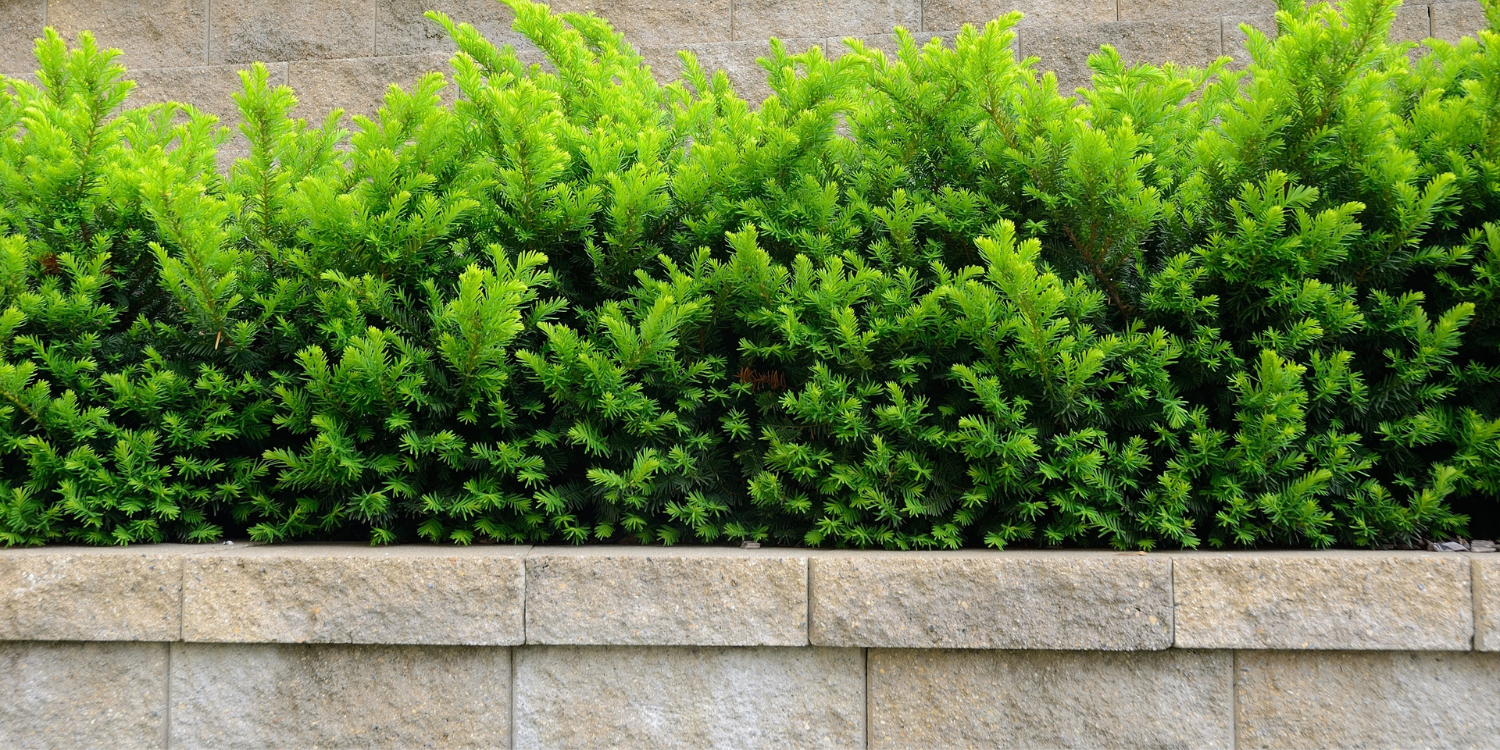 Double Retaining wall with Shrubs on first level - Thinking of Building a Retaining Wall? Check Out This Comprehensive FAQ Guide
