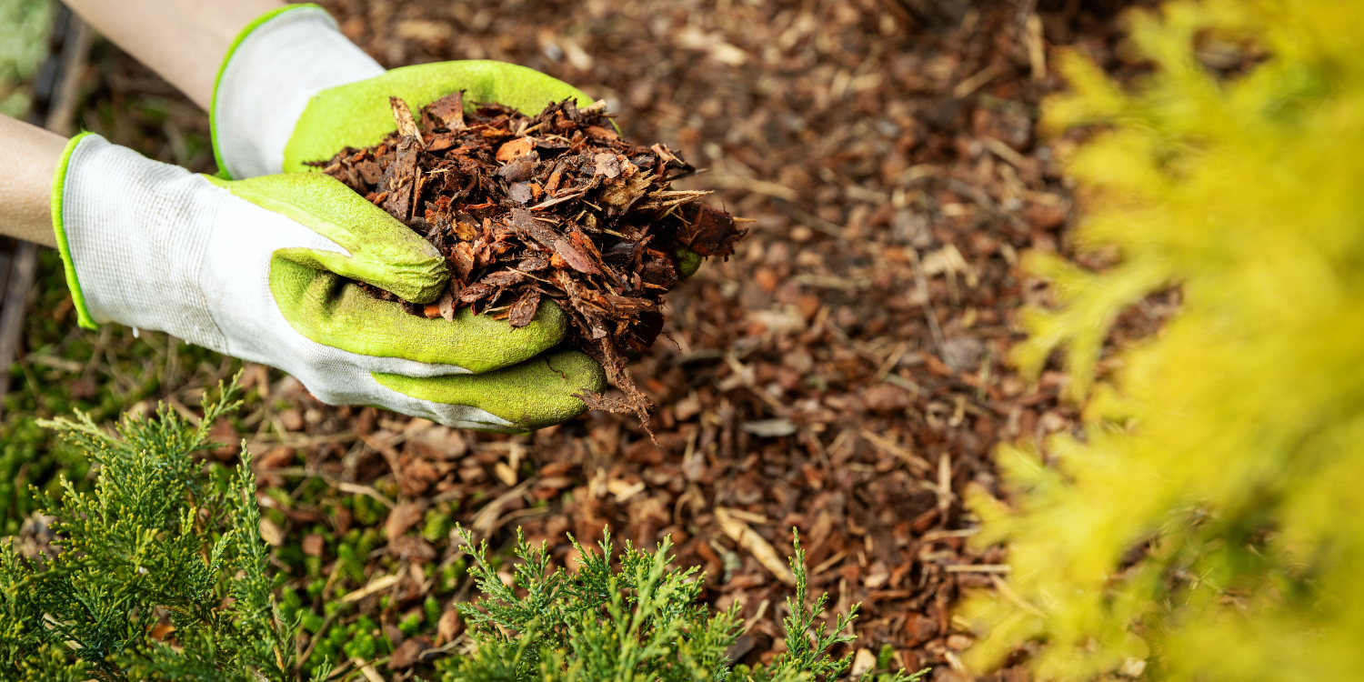Gardener adding cedar mulch to garden bed - 10 Mulch FAQs on Types, Benefits, and Effective Usage in Your Garden