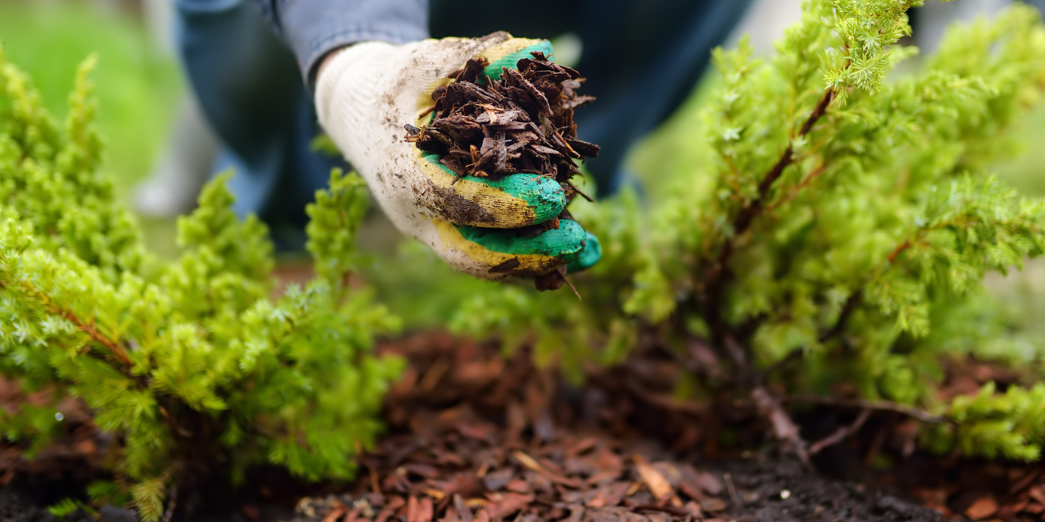 Gardener adding mulch to garden bed - 10 Mulch FAQs on Types, Benefits, and Effective Usage in Your Garden