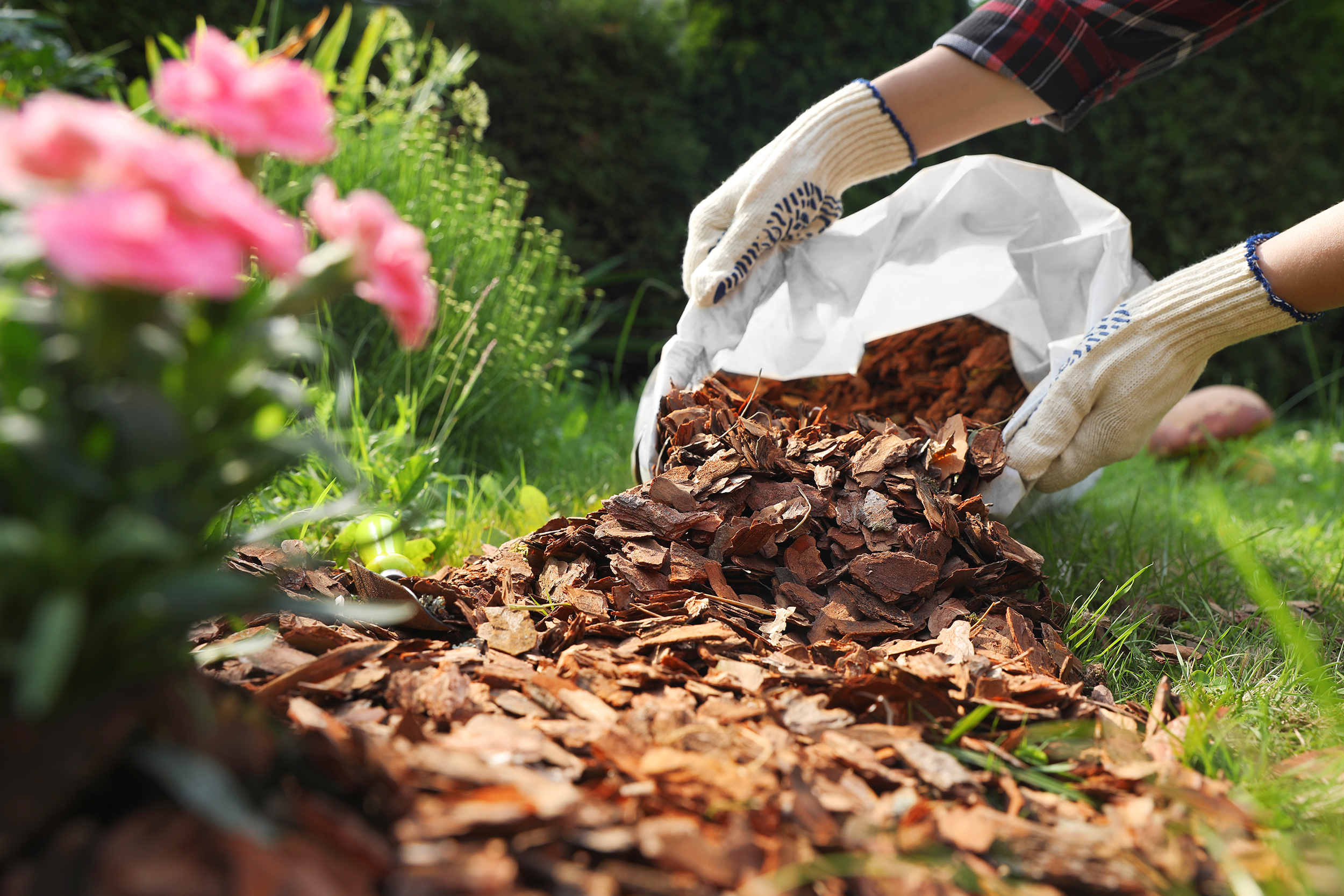 Woman mulching soil with bark chips in garden
